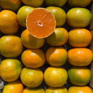 愛媛県産 家庭用 早生みかん コンパクト便 発送 柑橘 ミカン 果物