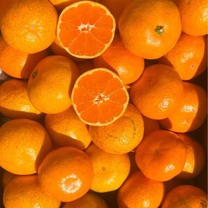 愛媛県産 家庭用 早生みかん 箱込4kg 発送 柑橘 ミカン 果物