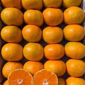 愛媛県産 家庭用 早生みかん コンパクト便 発送 柑橘 ミカン 果物