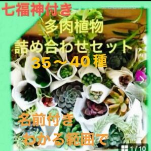 お得 多肉植物 七福神 およそ多肉40種詰 カット苗 七福神 ラブリーローズ 初心者向け 育て易く丈夫 カテゴリー変更可能です