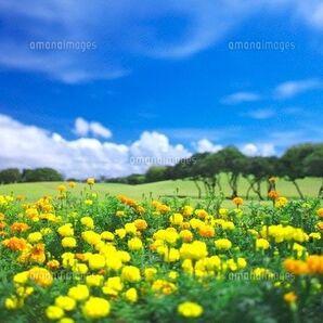 天然マリーゴールドの花種、大量5千粒、お花畑パック+粗品プレゼント+全国匿名送料無料です\(^o^)/
