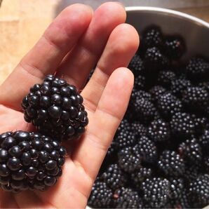 ブラックベリー種 無農薬 大粒