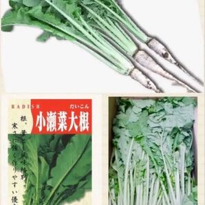 栄養満点 小瀬菜大根 伝統野菜の種 種子 固定種