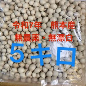 採れたて!熊本県産 銀杏5キロ 普通ぎんなん