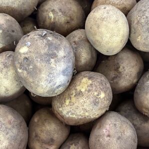 北海道産じゃが芋北あかり