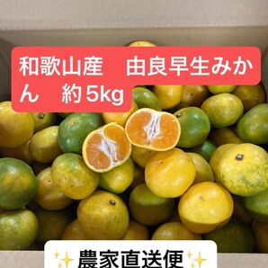 和歌山県産 由良早生みかん 約5kg