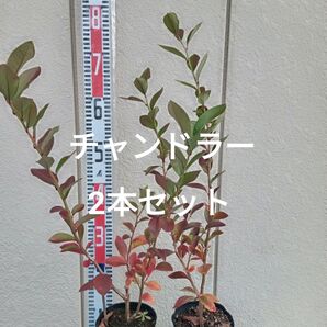 ブルーベリー苗 挿木苗 ハイブッシュ系 チャンドラー 2年生苗 13.5cmポット 2本セット