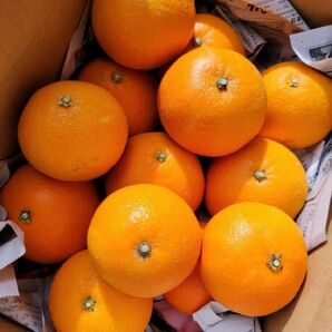 愛媛県産 まぁどんな 3Kg 少し訳あり 柑橘 ミカン