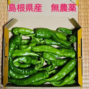 万願寺とうがらし