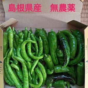 ししとうと万願寺とうがらしのセット