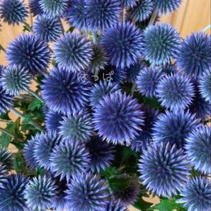 花の種 ルリタマアザミ 12粒 宿根草