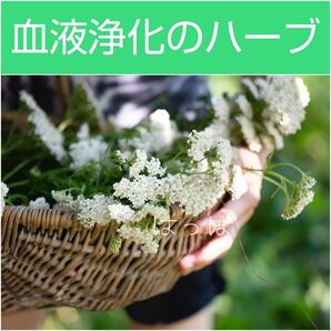 ハーブの種 ヤロウ(アキレア) 白 約60粒 多年草 花の種