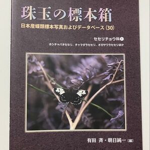 珠玉の標本箱 日本産蝶類標本写真およびデータベース(30) セセリチョウ科① ホシチャバネ チャマダラセセリ オガサワラセセリ他