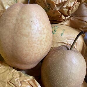激安送料込み価格、「梨王国鳥取の王秋梨」大中ミックス10個セット。早い者勝ち、売り切れ御免!お早めにどうぞ!