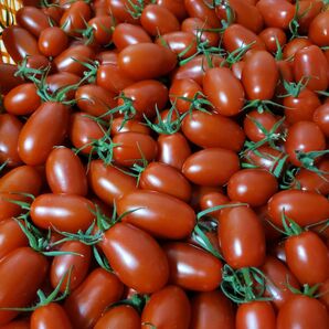 和歌山産ミニトマト アイコ 1キロ