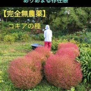 良い苗は良い種から【完全無農薬】コキアの種 タネ おおよそ1000粒