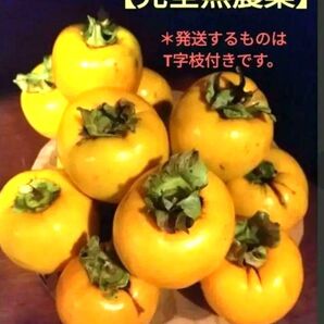 ラスト1箱 安心・安全の【完全無農薬】干柿や追熟させるとおいしい 岩手県産 百目柿 箱込み約10kg