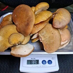 ☆更新☆11/21(金)採取発送!奥会津産 天然ムキタケ 800g