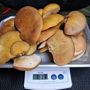 ☆更新☆11/21(金)採取発送!奥会津産 天然ムキタケ 800g