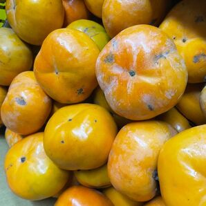 三重県産 かた〜い 次郎柿 約5kg入(訳あり)