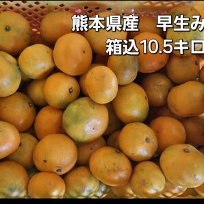 熊本県産 早生みかん 箱込10.5キロ