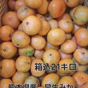 熊本県産 早生みかん 箱込21キロ 限定価格!