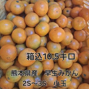 熊本県産 早生みかん 2S~3S 箱込10.5キロ