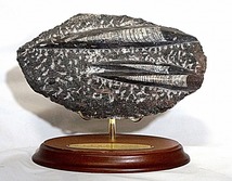 オルソセラスの化石　置物　専用台付き　数億年前　長さ22cm_画像1