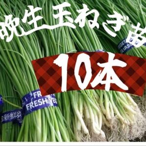 晩生玉ねぎ苗 "淡路島もみじ3号"10本セット