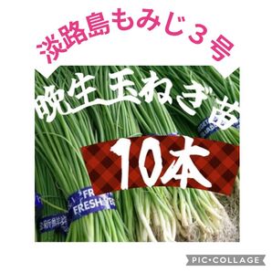 晩生玉ねぎ苗 "淡路島もみじ3号"10本セット