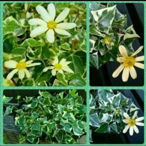 3本 ◆挿し木・挿し穂用◆レア品種◆斑入りマーガレットアイビー◆バリエガタ~ワックスアイビー 多肉植物