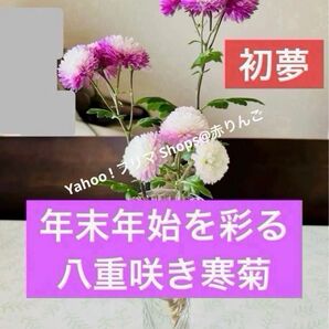 ⑨【蕾付き】初夢 年末年始を彩る 八重咲き寒菊 株分け苗1株 しっかり根付き 宿根草 切り花 生け花 耐寒性