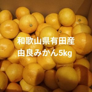 和歌山県有田産 由良みかん5kg