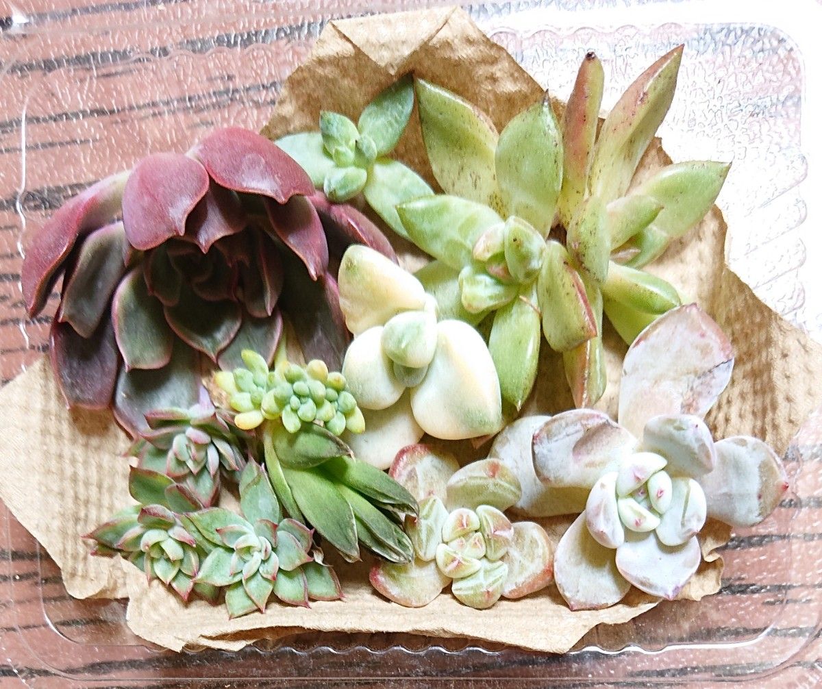 多肉植物 ハオルチア スノーフレーク 抜き苗5｜Yahoo!フリマ（旧