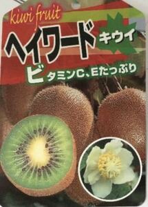  partition word green real kiwi fruit female male sapling 1 pcs at a time 