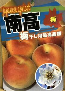 梅干し用、最高品種 南高梅 苗木