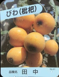  rice field middle loquat (..) connection tree sapling 