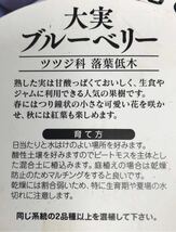 ハイブッシュ系 大実 ブルーベリー 挿し木苗 2株_画像6