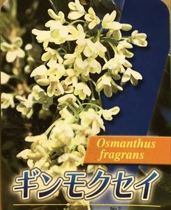 銀木犀 ぎんもくせい 桂花 苗木