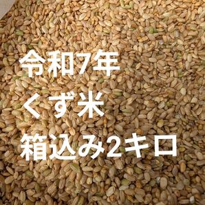 令和7年 くず米 箱込み2キロ 飼料 鶏や小動物のエサ