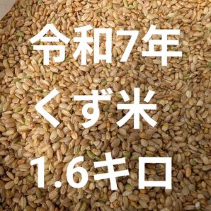 令和7年 くず米 1.6キロ ゆうパケット