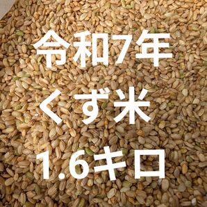 令和7年 くず米 1.6キロ 飼料 鶏や小動物のエサ