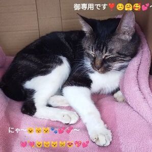 御専用です!(^.^)♪~ハズレ枠の〈状態異常スキル〉で最強になった俺がすべてを蹂躙するまで13巻他3冊おまとめ4冊セットです♪~