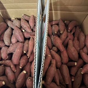 茨城県産 さつまいも 紅はるか 10k