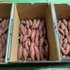 茨城県産 さつまいも 紅はるか 15k