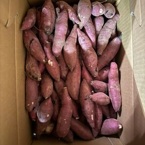 茨城県産 さつまいも 紅はるか 5k