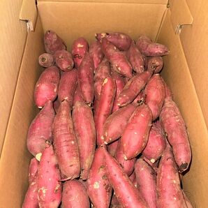 茨城県産 さつまいも 紅はるか 5k