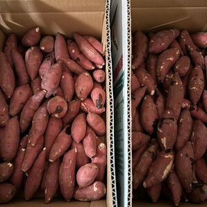 茨城県産 さつまいも 紅はるか 10k