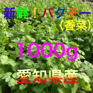 愛知県産 新鮮パクチー(香菜)1000g