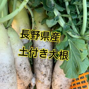 長野県産 土付き大根